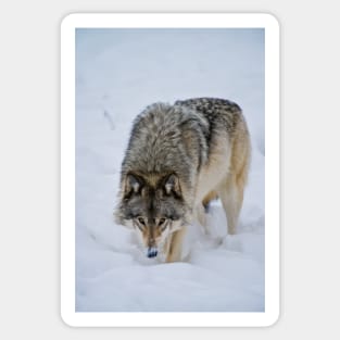 Timber Wolf Sticker